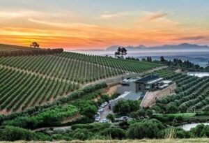 lodestone-vineyard